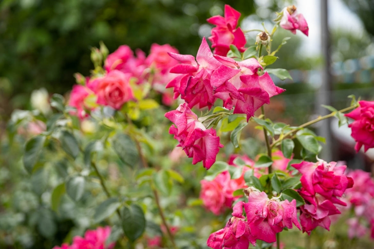 aaronmotel12 768x512